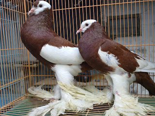 Gondok Resersewing Migpie Pouter