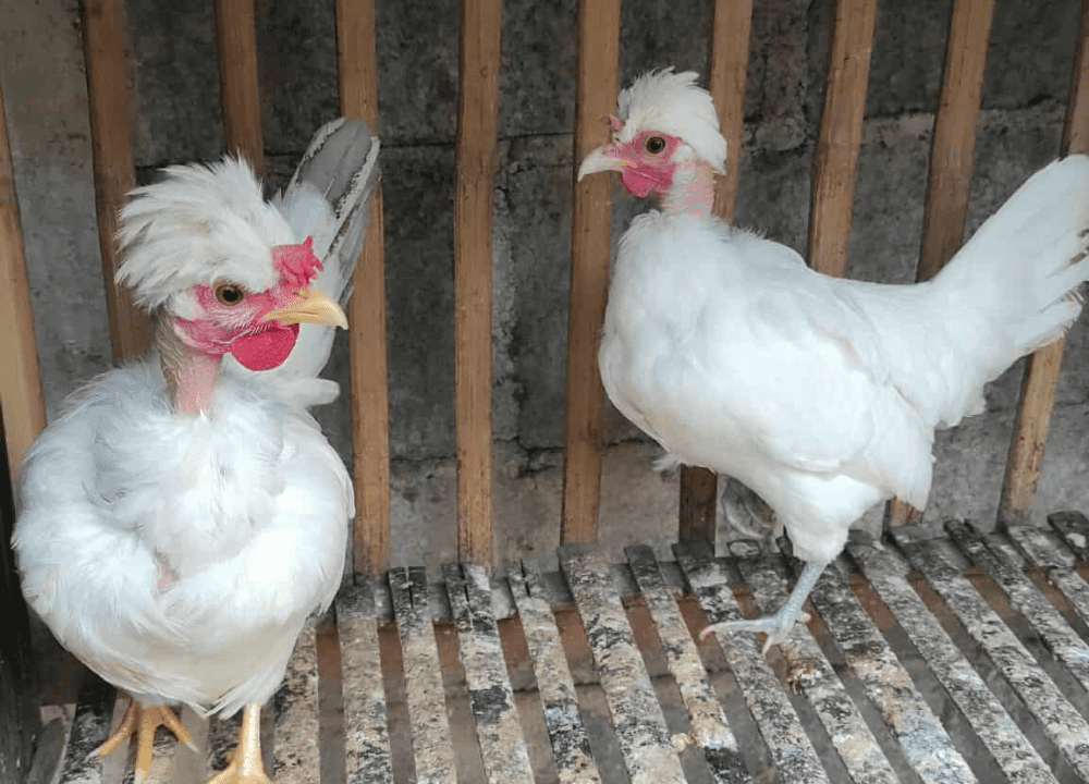 Ayam leher gundul dengan ciri khas leher polos tanpa bulu, tampil unik dan eksotis sehingga sering disebut ayam Bali atau naked neck chicken
