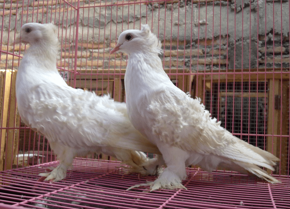 Jual Merpati Frill Back, Burung Hias Bulu Keriting yang Elegan