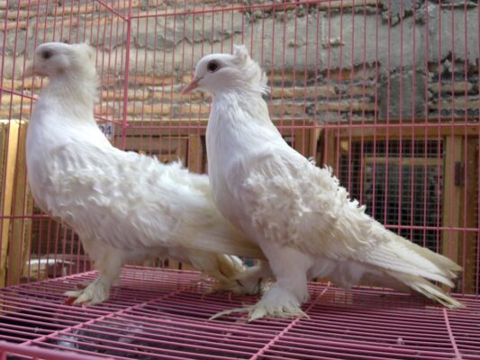 Burung hias elegan dengan postur gagah dan bulu berombak indah, cocok untuk koleksi mewah Anda