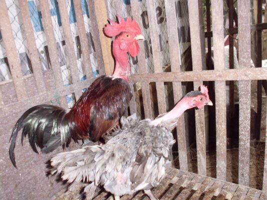 Pesona ayam leher gundul dengan leher polos tanpa bulu, tubuh kokoh, dan tampilan nyentrik yang bikin langsung jadi pusat perhatian.