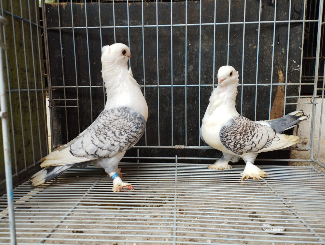 Merpati santinett