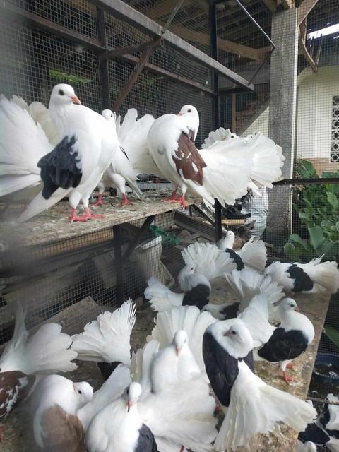 Merpati American Fantail