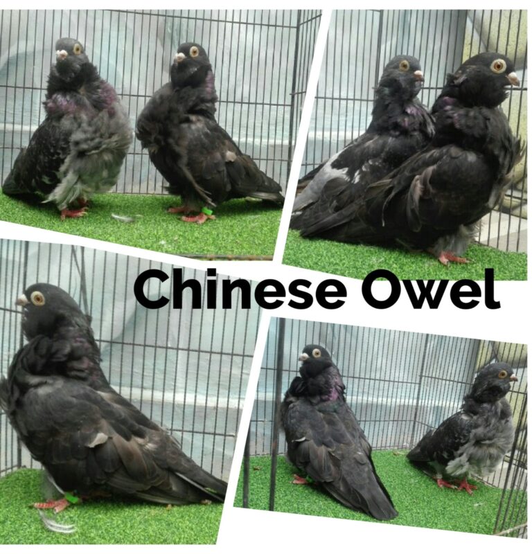 black chines owl