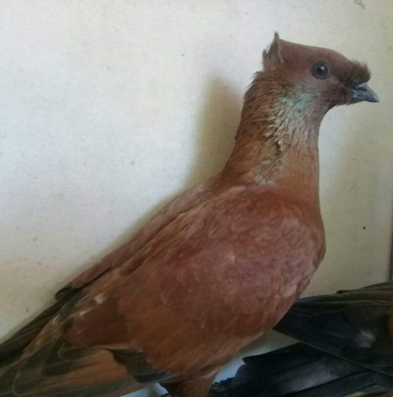 Merpati Endemik Krey