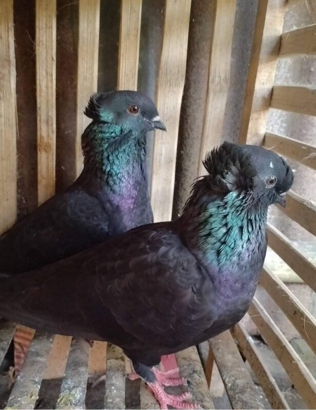 Merpati Endemik Kupu Ketter