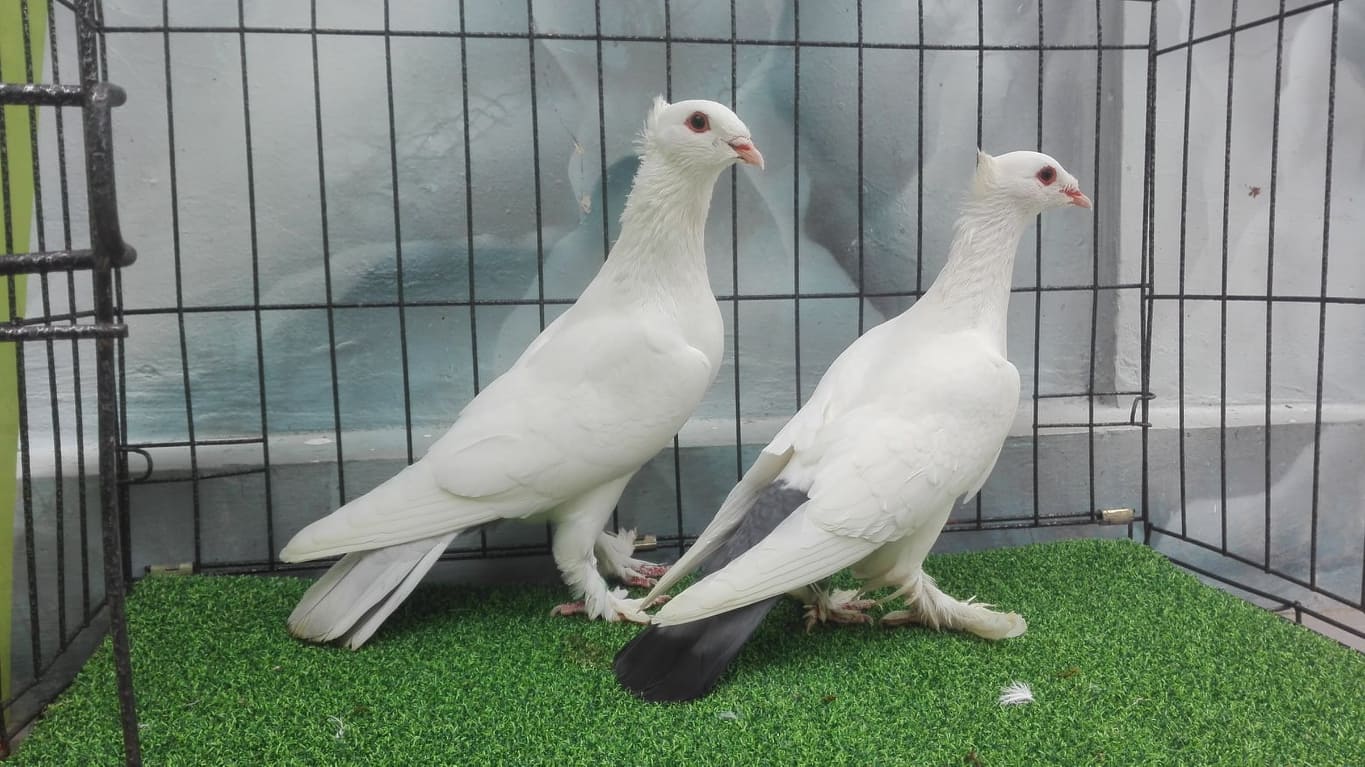 Merpati Endemik Pajer