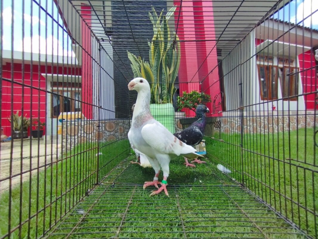 gbh trah import