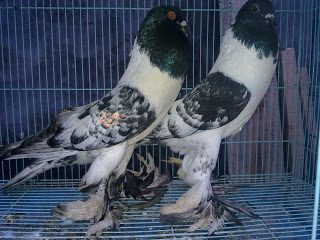 Gondok Hanna Pouter