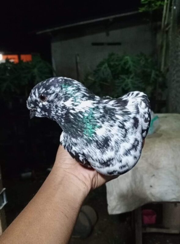 Merpati Endemik Jawa Sungut