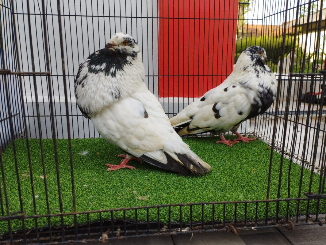 Merpati Gaditano