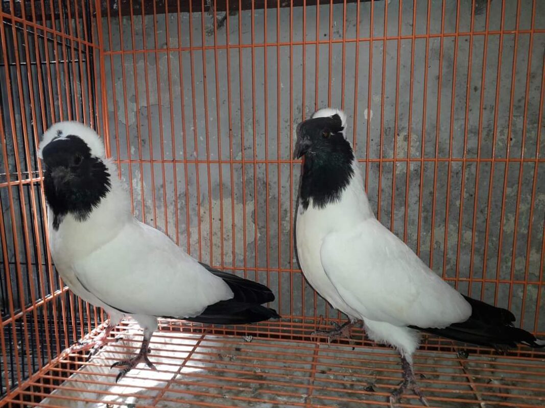 Merpati black nun