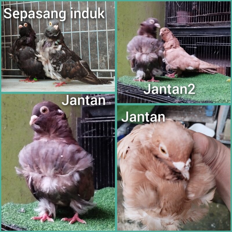 jenis chines owl