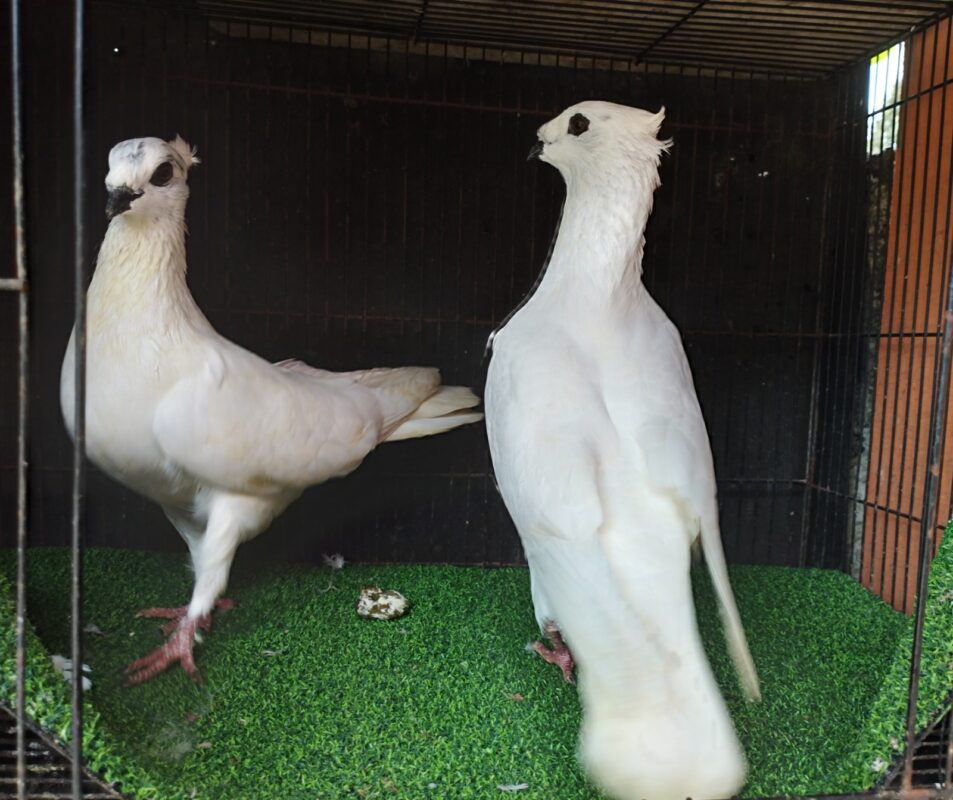 Merpati Endemik Kupu Mlati Jabun