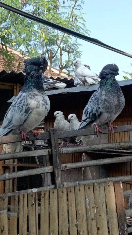 Merpati Endemik Bongsong