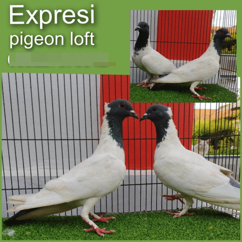 Merpati Endemik Songkop