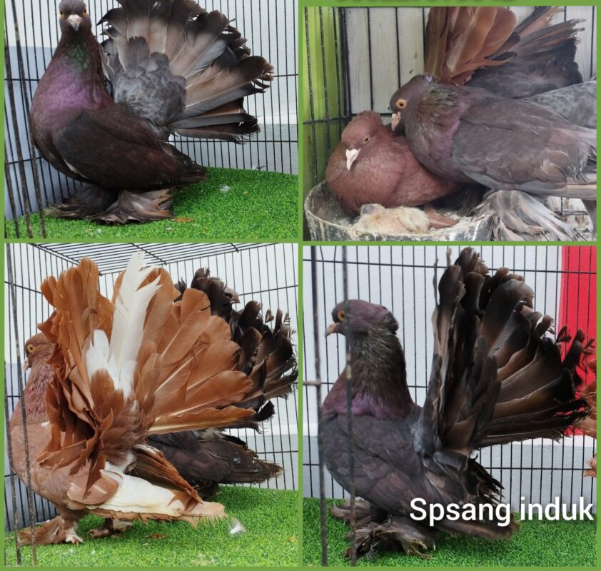 merpati kipas IT Trah import