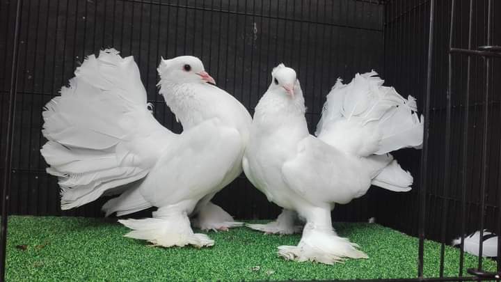 merpati kipas if