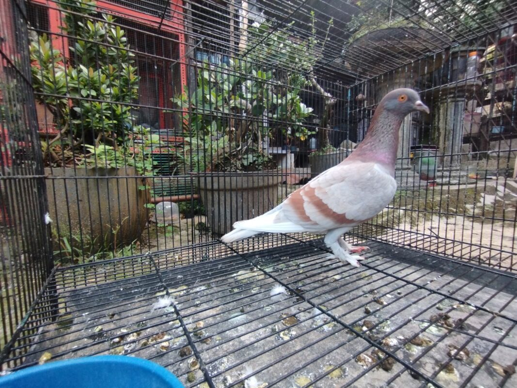 merpati balap