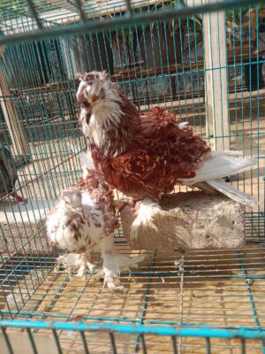 Merpati Frill Back dengan bulu keriting unik yang menjadi ciri khas dan daya tarik utamanya.