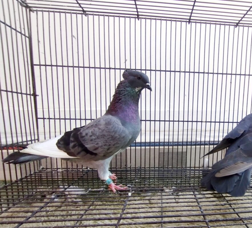merpati kupu iplik
