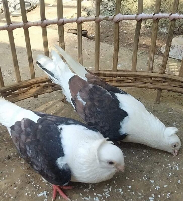merpati movchen