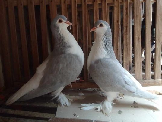 silver lahore