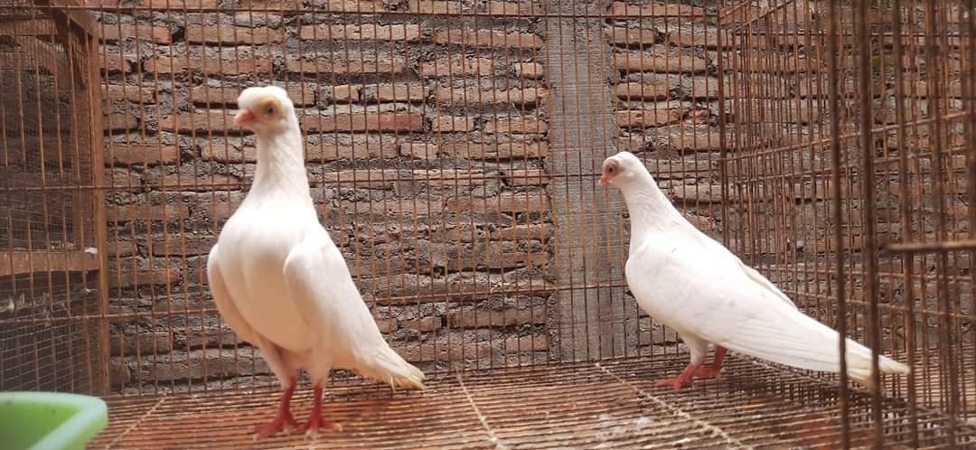 Merpati Wina