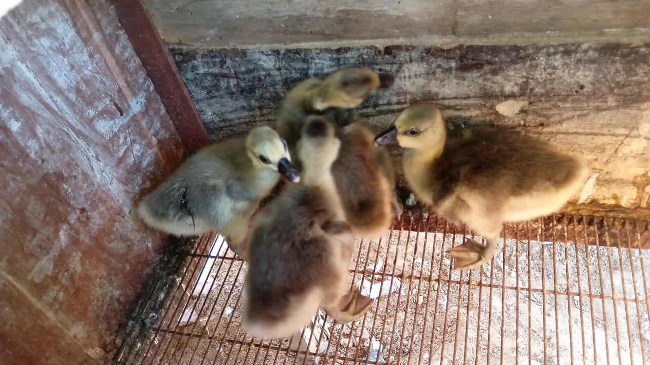 Anakan Angsa Bengala yang lucu dan aktif, cocok untuk dipelihara dari kecil.