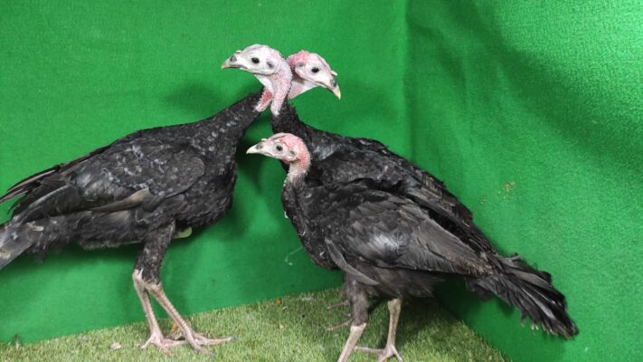 Ayam kalkun black spanish adalah jenis ayam kalkun yang mempunyai bulu berwarna hitam.
