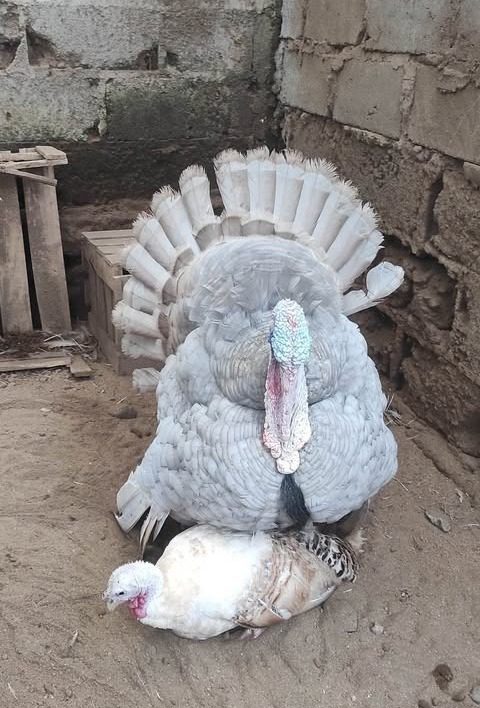 Ayam kalkun blue slate adalah jenis ayam kalkun yang memiliki bulu berwarna biru ke abu-abuan.
