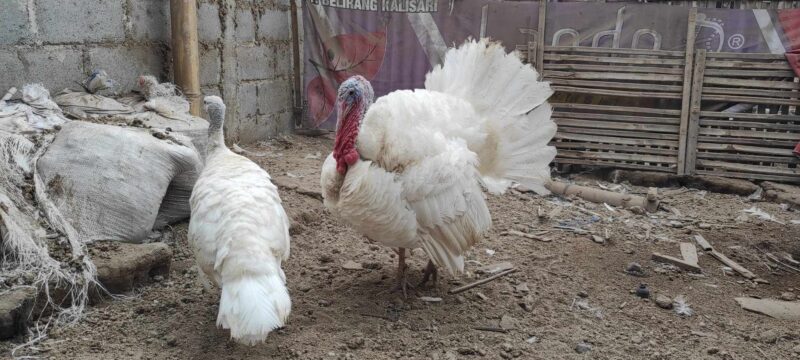 Ayam kalkun white holland adalah jenis ayam kalkun yang mempunyai bulu berwarna putih.
