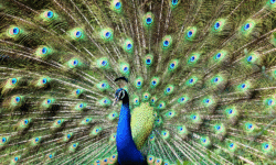 Burung Merak