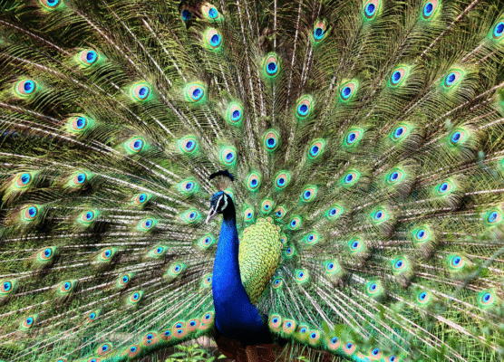 Burung Merak