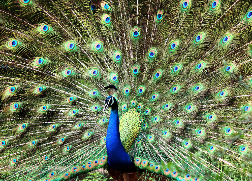 Burung Merak