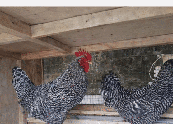 Harga Jual Ayam Barred Rock Terbaru 2026 & Panduan Beternak Pemula