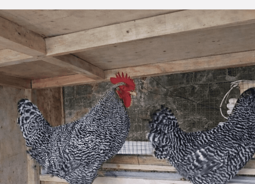 Harga Jual Ayam Barred Rock Terbaru 2026 & Panduan Beternak Pemula