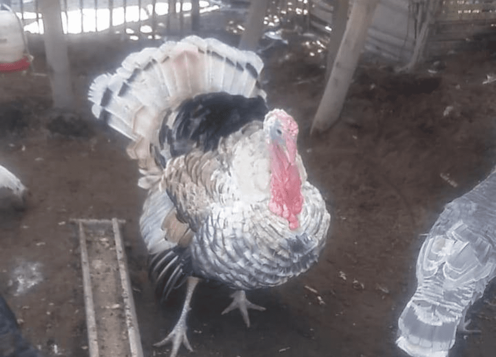 Jual Ayam Kalkun Golden Palm – Jenis Kalkun Paling Diminati Pecinta Unggas Hias