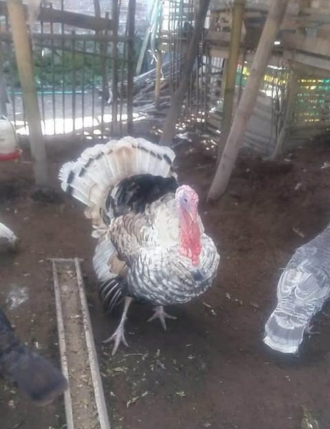Kalkun golden palm memiliki bulu cokelat muda di tubuh dan putih pada bagian sayap