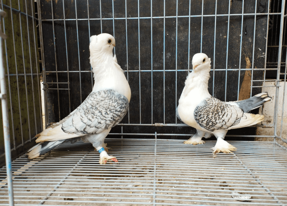 Menjanjikan! Inilah Peluang Usaha Ternak Burung Merpati