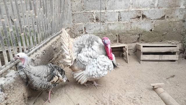 Ayam kalkun yang sehat akan selalu bergerak aktif dan lincah