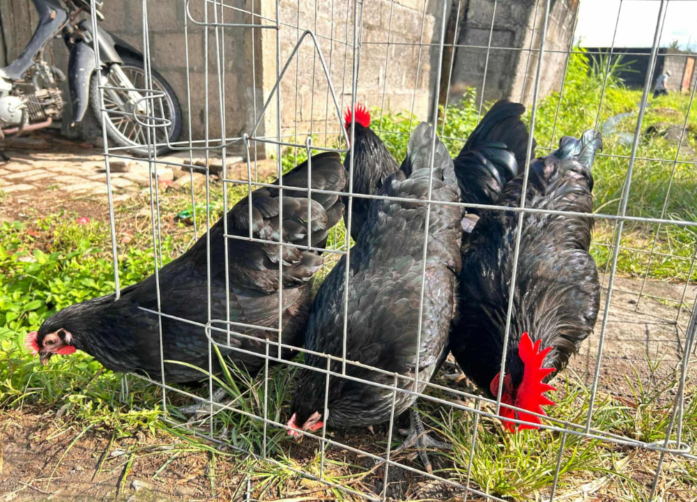Ayam Australorp Si Hitam Elegan Asal Australia yang Jago Bertelur