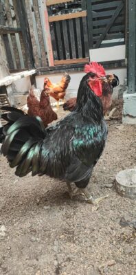 Australorp memiliki bullu hitam berkilau tampak gagah dan tenang.