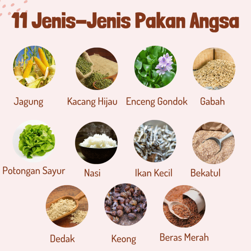 Jenis-jenis pakan angsa yang berkualitas serta mudah di dapat
