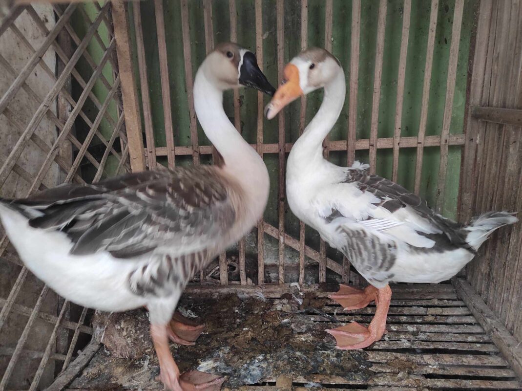 Pemberian pakan yang berkualitas dapat membuat angsa menjadi tumbuh dengan sehat
