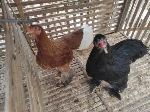 Ayam Brahma dikenal dengan ayam raksasa karena memiliki ukuran yang besar