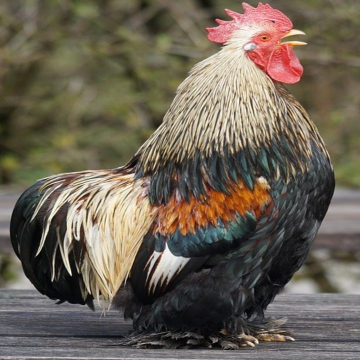 Ayam Bantam Cochin