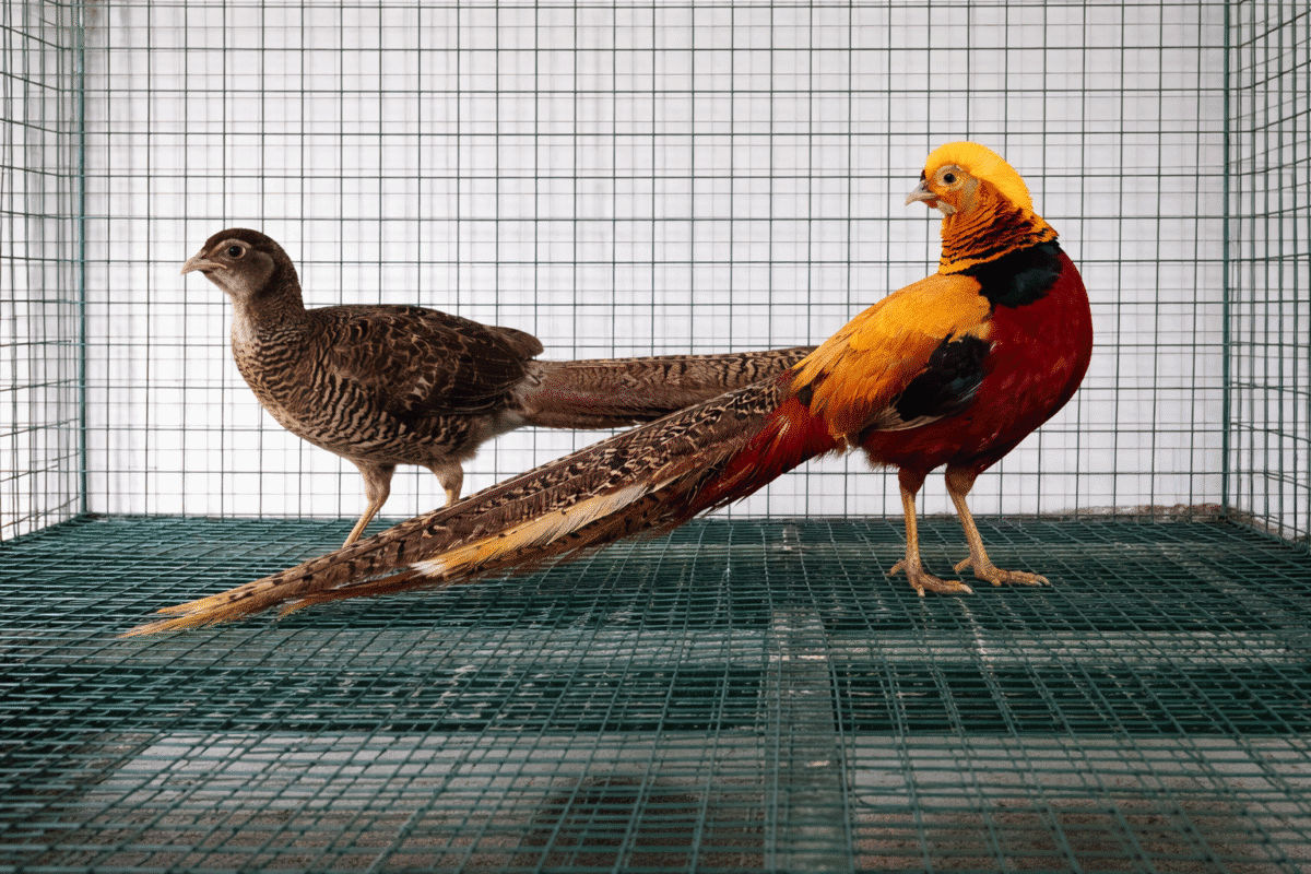 Ayam Golden Pheasant eksotis dengan bulu cerah dan nilai jual tinggi, pilihan tepat untuk hobi maupun peluang usaha.