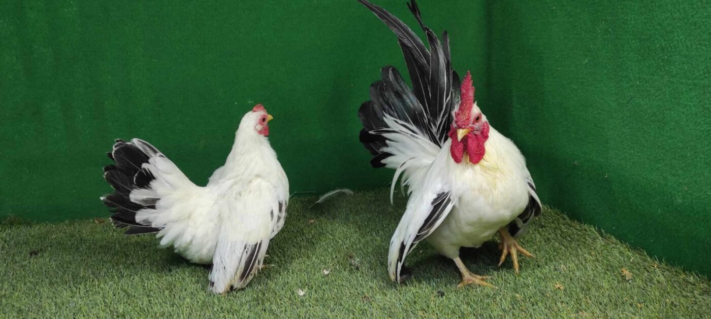 Ayam Kate Chabo, si mungil premium dengan dada tegap dan bulu menjuntai elegan.