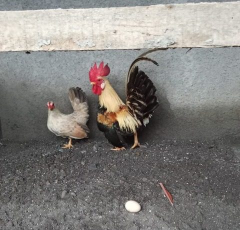 Ayam Kate Lokal kecil, cantik, dan mudah dipelihara untuk hobi di rumah